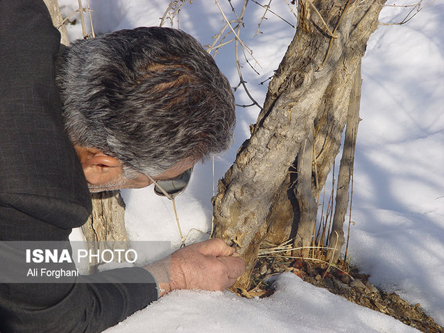 سرمازدگی درختان انار