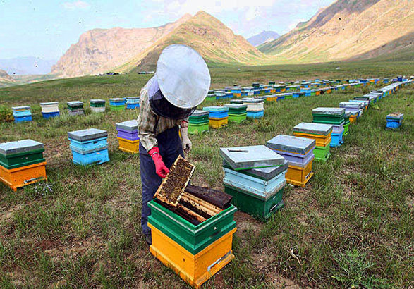 سرشماری زنبورستان ها به خاطر کرونا انجام نمی شود